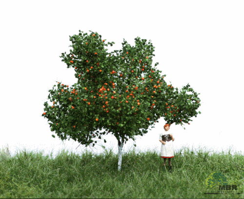 mbr 51-2304 Æbletræ, 7 cm, sommer, NYHED 2020